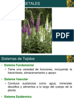 Tejidos Vegetales PDF