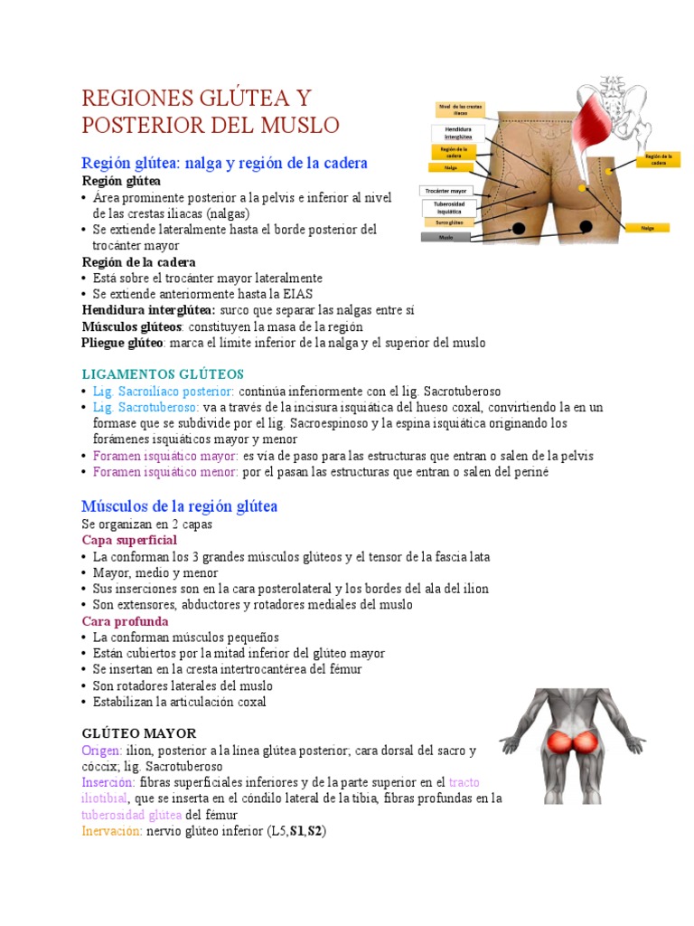 REGIONES GLÚTEA Y POSTERIOR DEL MUSLO Woord | PDF | Extremidades (anatomía)  | Sistema musculoesquelético, image size:768x1024