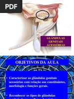 Afecções do Pênis e Prepúcio em Cães | PDF | Pênis | Cães
