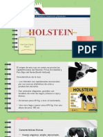 Holstein