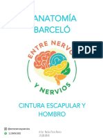 Anatomía Barceló: Cintura Escapular Y Hombro