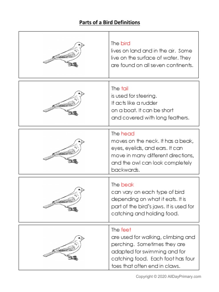 Parts of A Bird Definition Cards PDF