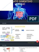 Anat - Sistema Digestivo