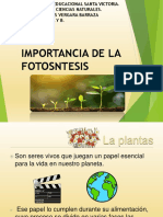 Plantas y Clorofila