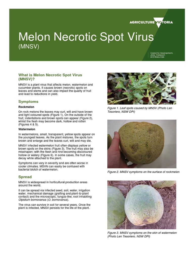 MNSV Fact Sheet | PDF | Botany | Plants