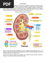 Cápsula Renal | PDF | Riñón | Órgano (anatomía)