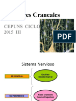 Pares Craneales: Cepuns Ciclo 2015 III