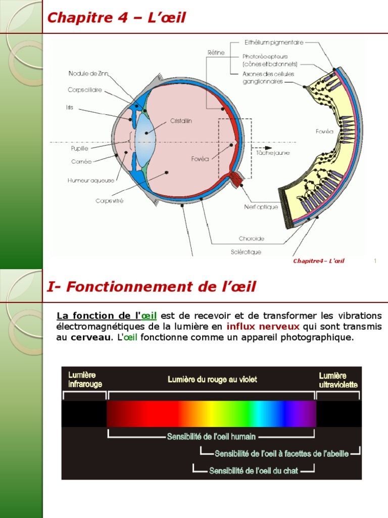 Comprendre le Fonctionnement de l'Œil PDF Œil humain Système visuel — free download