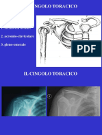 04.1 Le Articolazioni Del Cingolo Toracico