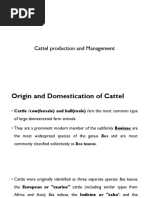 Cow Taxonomic Classification Chart | PDF