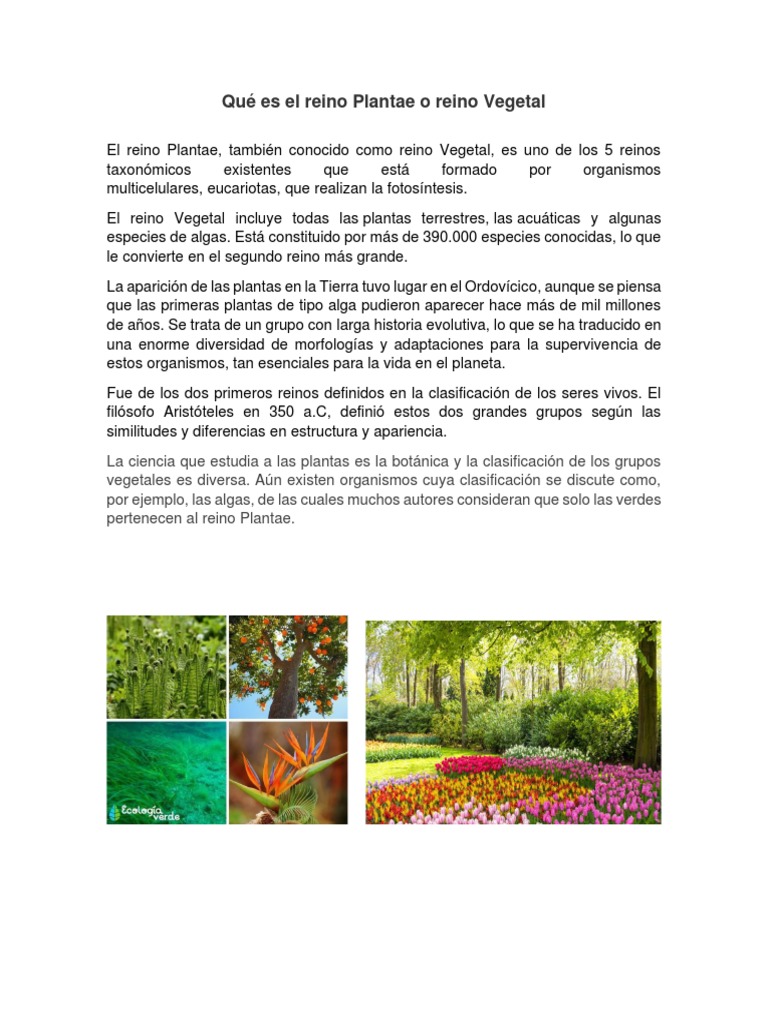 Qué Es El Reino Plantae o Reino Vegetal | PDF | Ciencias sociales | Hogar,  jardinería y bricolaje, image size:768x1024