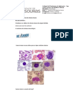 Anatomia do sistema imune em detalhes