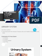 Chapter 12 - Urinary System