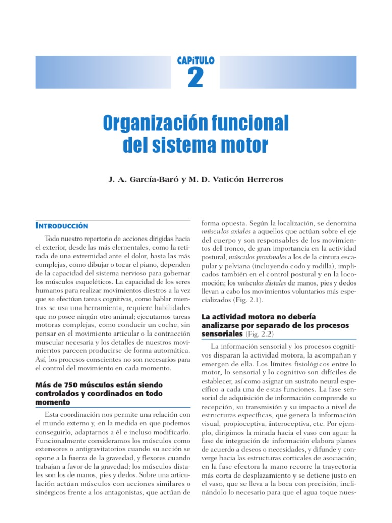 2 Organización Funcional Del Sistema Motor | PDF | Neurona motora ...