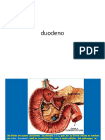 Duodeno