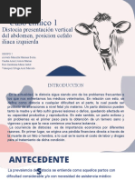 Manejo de distocia en bovinos | PDF | Parto | Vacas