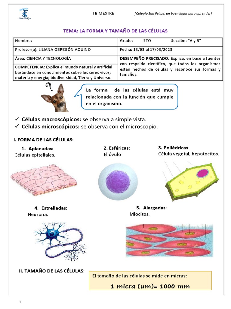 Tema: La Forma Y Tamaño de Las Células | PDF | Biología Celular ...