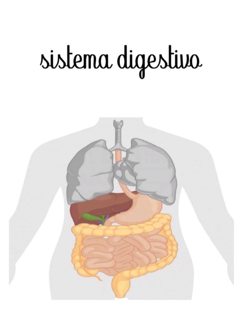 Sistema Digestivo Pdf Pdf