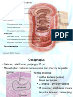 Sistem Pencernaan 2