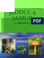 Bab 7. Fungi (Jamur)
