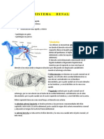 Sistema Renal:: 1) Anatomía