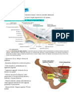 aula 2 - regiao inguinal e peritonio