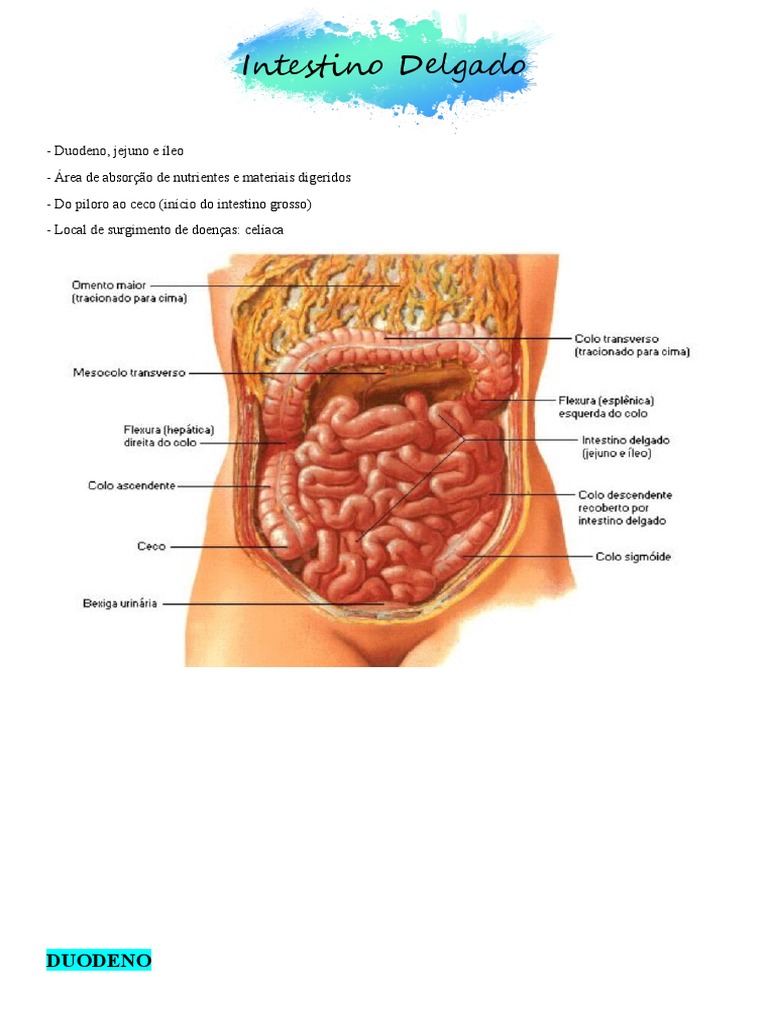 Anatomia do Intestino Delgado | PDF | Anatomia humana | Especialidades ...