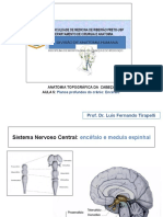 Anatomia Da Cabeça Aula 5 Encéfalo