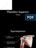 Miologia Mienbro Superior
