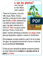 Necesidades de Las Plantas