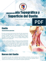 Anatomia Del Cuello