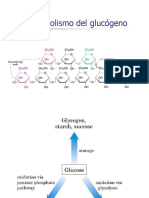 Metabolismo Del Glucógeno