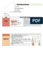 Histología de Dermis