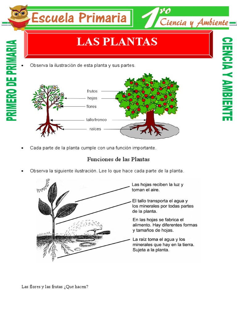 Partes y funciones de las plantas 1° | PDF | Plantas | Tallo de la planta