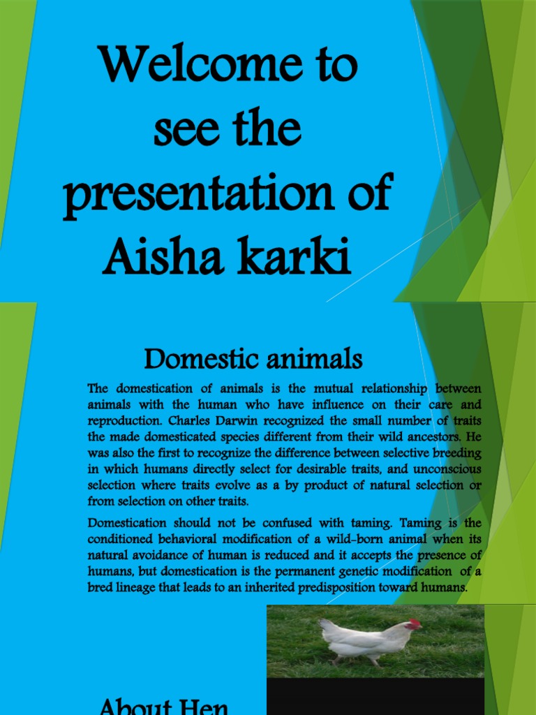 Domestic Animals | PDF | Chicken | Cats