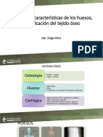 21concepto, Características de Los Huesos, Clasificación Del Tejido Óseo