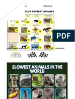 Slow and Fast Animals