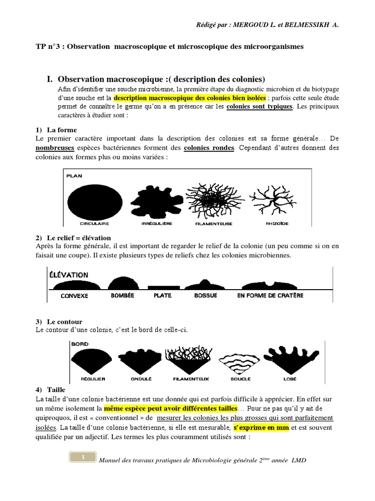 TP de Microbiologie : Observation des Colonies | PDF | Bactérie | Micro ...