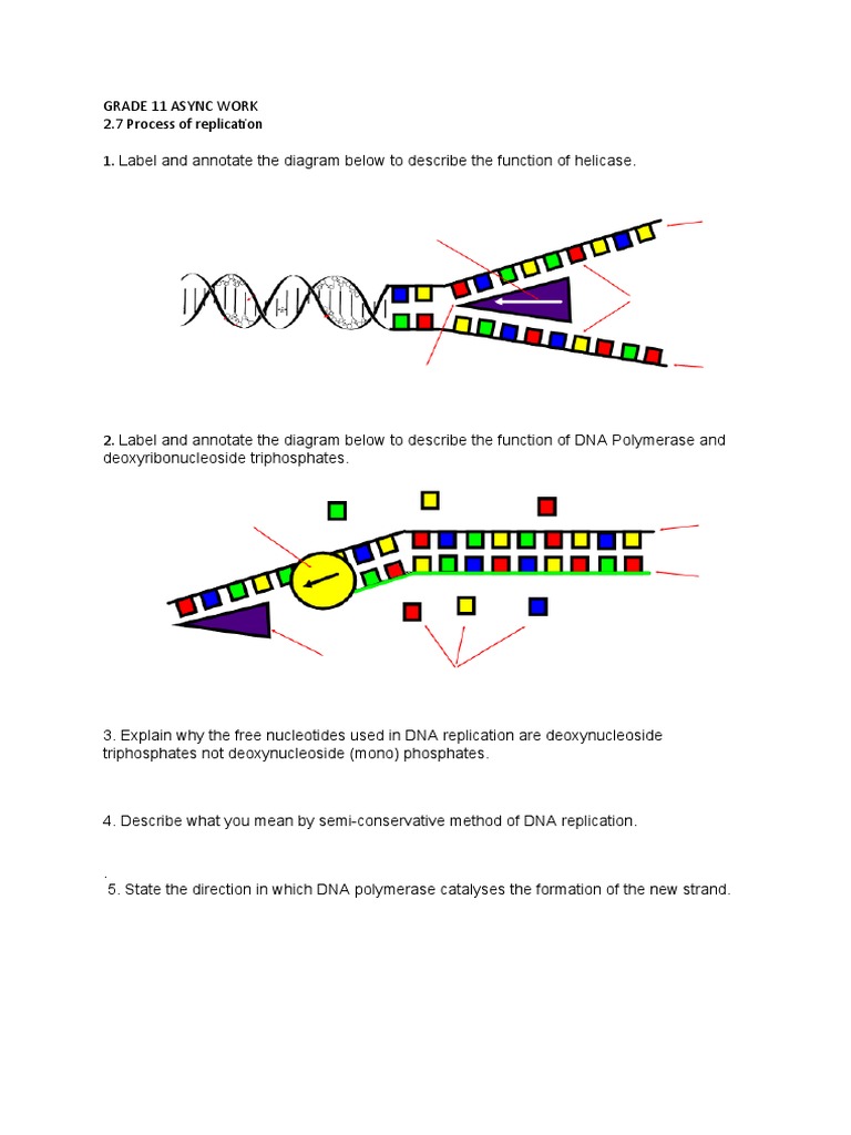 Replication SL Worksheet PDF