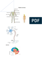 Sistema Nervioso