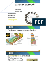 Evidencias Ev. Genetica