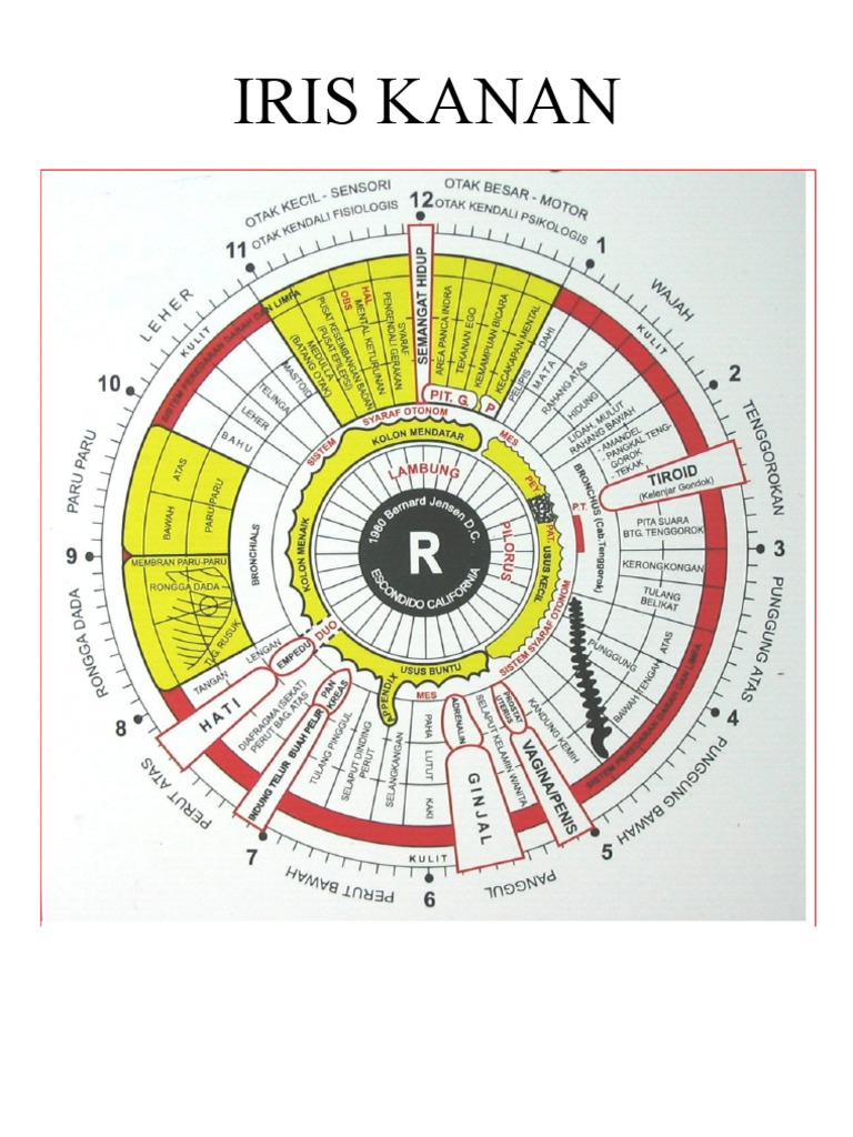 Iris | PDF