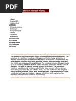 Muscle Origin, Insertion and Action Table | Elbow | Knee