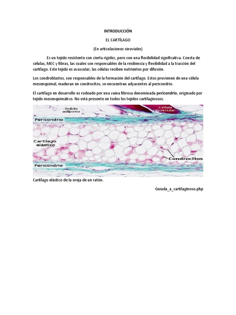 Cartílago y Condrogénesis | PDF | Cartílago | La matriz extracelular