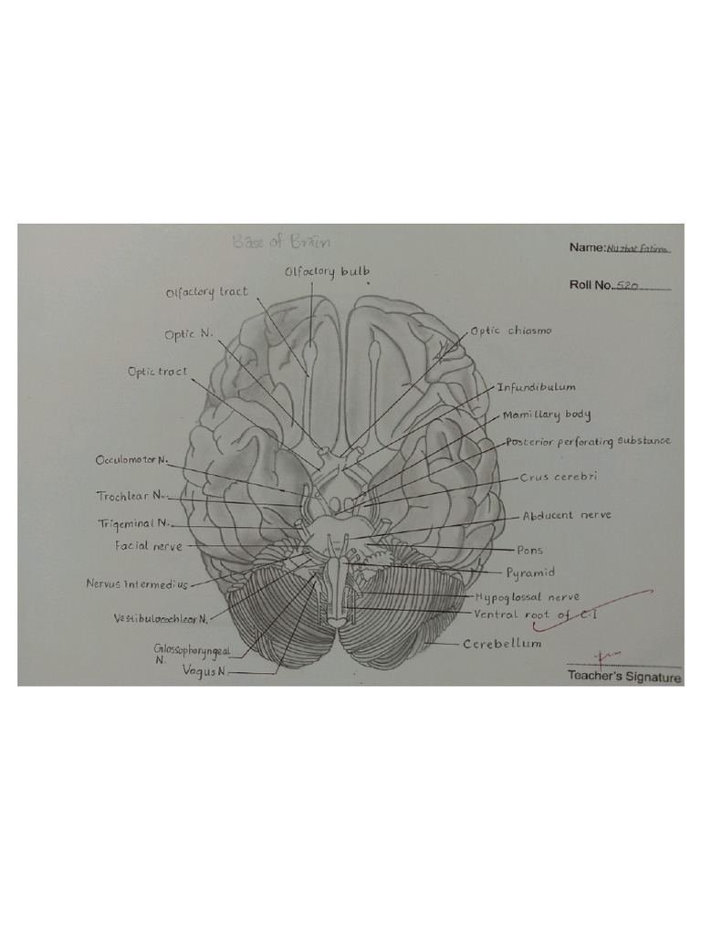 anatomy sketchbook PDF