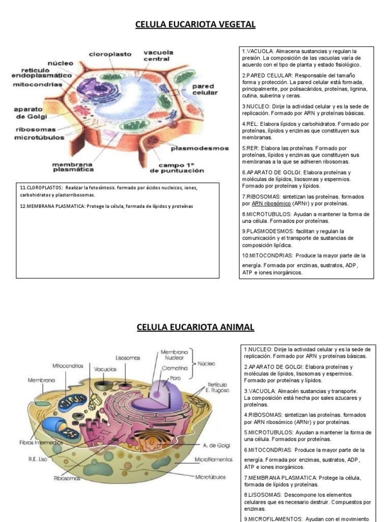 Estructura de Células Eucariotas y Procariotas | PDF | Biología Celular ...