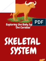 Exploring The Body System of The Carabao