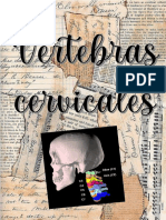 Vertebras cervicales: características y particularidades