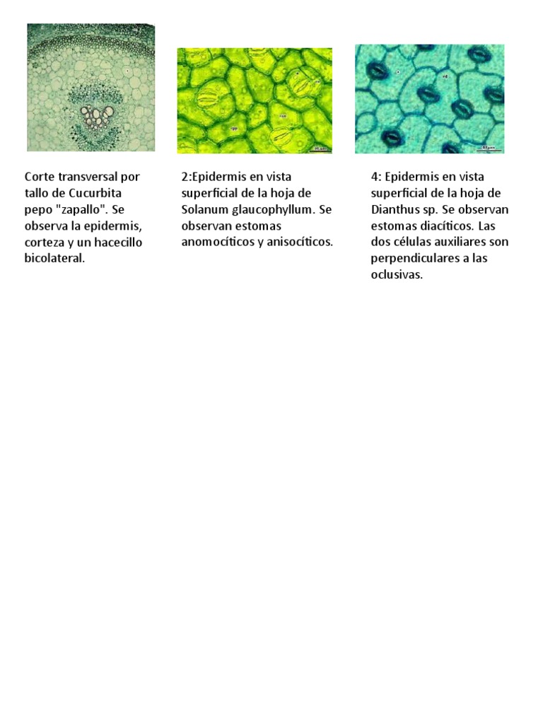 Anatomía Vegetal: Estomas y Estructuras | PDF