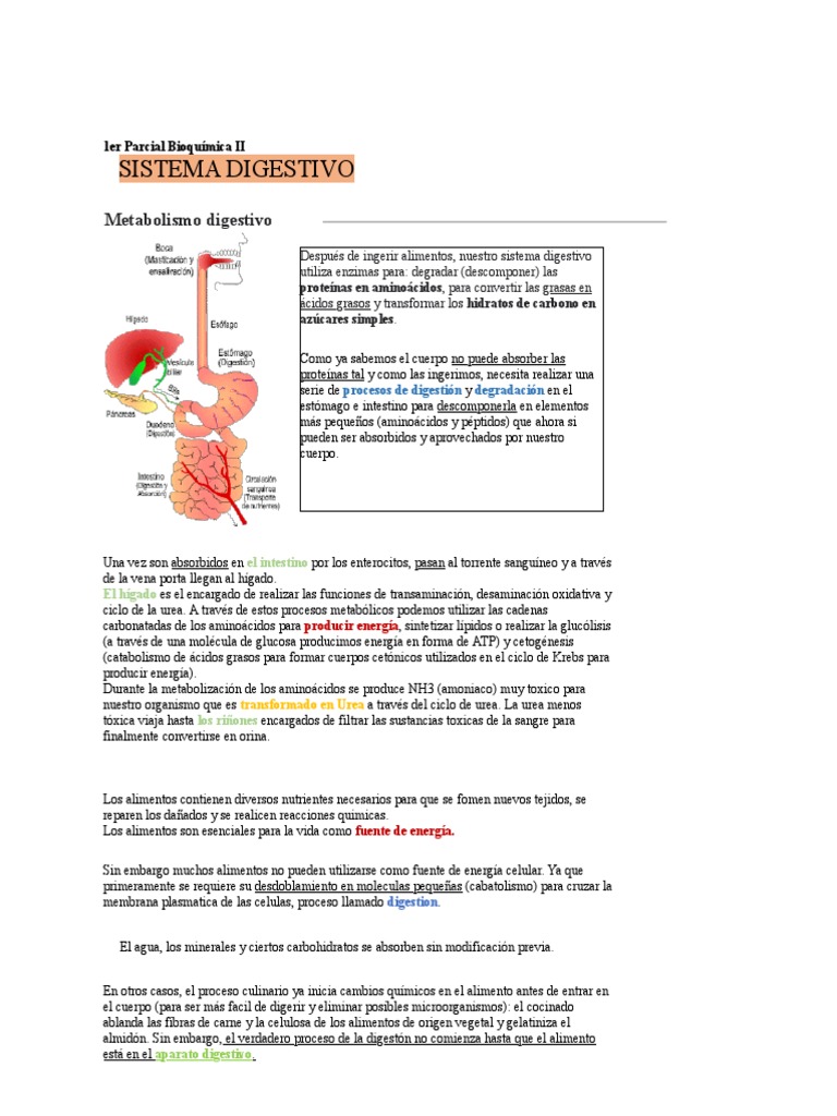 Sistema Digestivo Pdf Digestión Carbohidratos